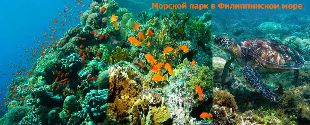 Филиппинское море тихий океан