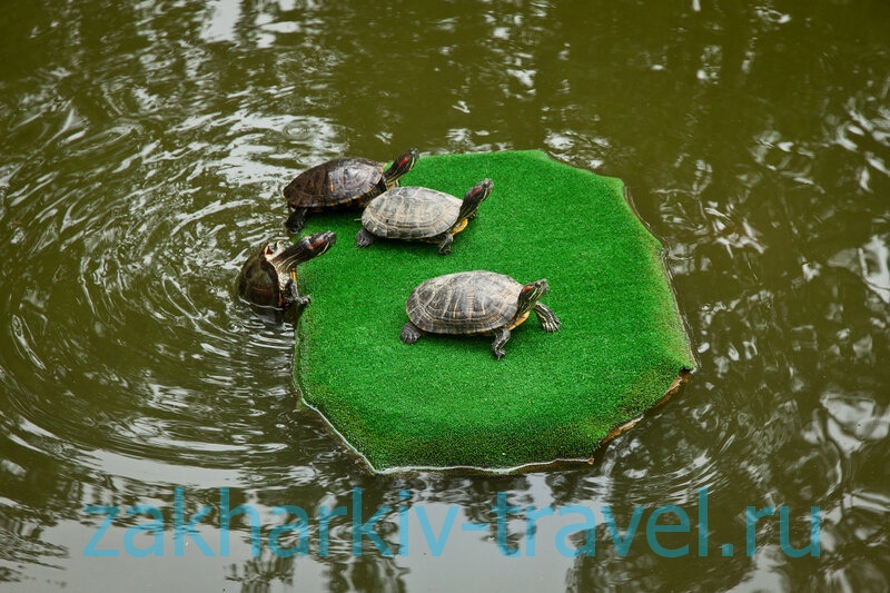 Черепахи в парке галицкого