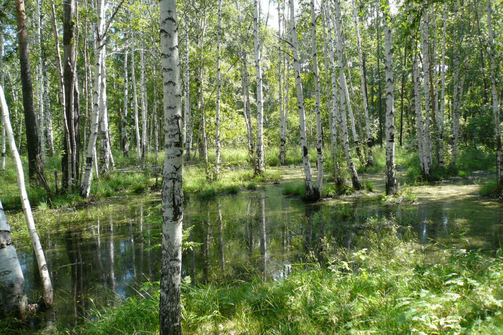 Сибирская береза фото